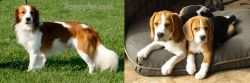 Kooikerhondje vs Beagle - Breed Comparison