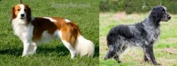 Kooikerhondje vs Blue Picardy Spaniel - Breed Comparison
