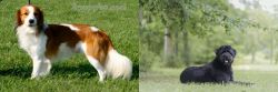 Kooikerhondje vs Bouvier des Flandres - Breed Comparison