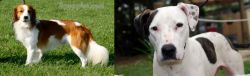 Kooikerhondje vs Bull Arab - Breed Comparison