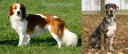 Kooikerhondje vs Catahoula Leopard - Breed Comparison
