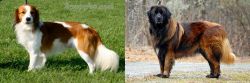 Kooikerhondje vs Estrela Mountain Dog - Breed Comparison