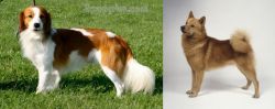 Kooikerhondje vs Finnish Spitz - Breed Comparison
