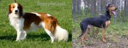 Kooikerhondje vs Greek Harehound - Breed Comparison