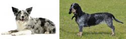Koolie vs Basset Bleu de Gascogne - Breed Comparison