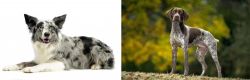 Koolie vs Braque Francais (Gascogne Type) - Breed Comparison