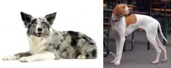 Koolie vs English Pointer - Breed Comparison