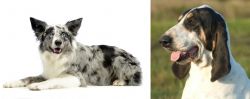Koolie vs Grand Gascon Saintongeois - Breed Comparison