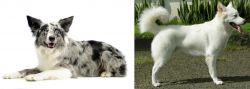 Koolie vs Kintamani - Breed Comparison