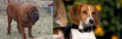 Korean Mastiff vs American Foxhound - Breed Comparison