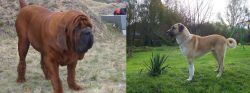Korean Mastiff vs Anatolian Shepherd - Breed Comparison
