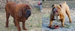 Korean Mastiff vs Australian Bulldog - Breed Comparison