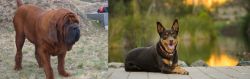 Korean Mastiff vs Australian Kelpie - Breed Comparison