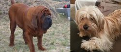 Korean Mastiff vs Cyprus Poodle - Breed Comparison