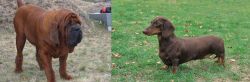 Korean Mastiff vs Dachshund - Breed Comparison