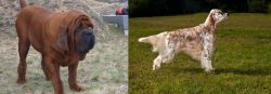 Korean Mastiff vs English Setter - Breed Comparison