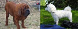 Korean Mastiff vs Franzuskaya Bolonka - Breed Comparison