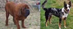 Korean Mastiff vs German Coolie - Breed Comparison
