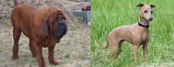 Korean Mastiff vs Italian Greyhound - Breed Comparison