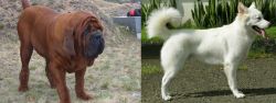 Korean Mastiff vs Kintamani - Breed Comparison