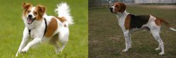 Kromfohrlander vs Anglo-Francais de Petite Venerie - Breed Comparison