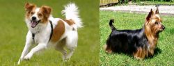 Kromfohrlander vs Australian Silky Terrier - Breed Comparison