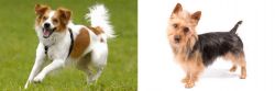 Kromfohrlander vs Australian Terrier - Breed Comparison