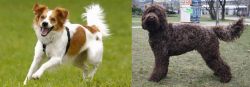 Kromfohrlander vs Barbet - Breed Comparison