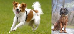 Kromfohrlander vs Bavarian Mountain Hound - Breed Comparison