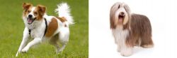 Kromfohrlander vs Bearded Collie - Breed Comparison