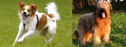 Kromfohrlander vs Briard - Breed Comparison