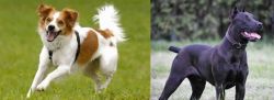 Kromfohrlander vs Canis Panther - Breed Comparison