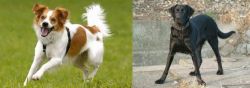 Kromfohrlander vs Cao de Castro Laboreiro - Breed Comparison