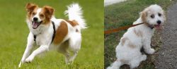 Kromfohrlander vs Cavachon - Breed Comparison