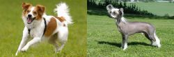 Kromfohrlander vs Chinese Crested Dog - Breed Comparison