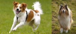 Kromfohrlander vs Collie - Breed Comparison
