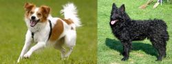 Kromfohrlander vs Croatian Sheepdog - Breed Comparison