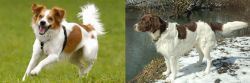 Kromfohrlander vs Drentse Patrijshond - Breed Comparison