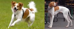 Kromfohrlander vs English Pointer - Breed Comparison