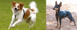 Kromfohrlander vs English Toy Terrier (Black & Tan) - Breed Comparison