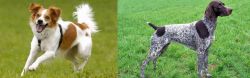 Kromfohrlander vs German Shorthaired Pointer - Breed Comparison