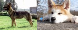 Kunming Dog vs Akita - Breed Comparison