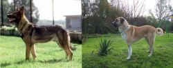 Kunming Dog vs Anatolian Shepherd - Breed Comparison