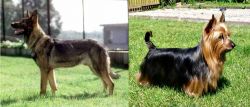 Kunming Dog vs Australian Silky Terrier - Breed Comparison