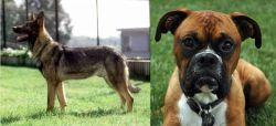 Kunming Dog vs Boxer - Breed Comparison