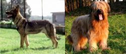 Kunming Dog vs Briard - Breed Comparison