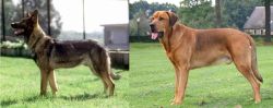 Kunming Dog vs Broholmer - Breed Comparison
