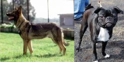 Kunming Dog vs Bugg - Breed Comparison