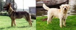 Kunming Dog vs Dutch Smoushond - Breed Comparison
