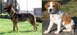 Kunming Dog vs Francais Blanc et Orange - Breed Comparison
